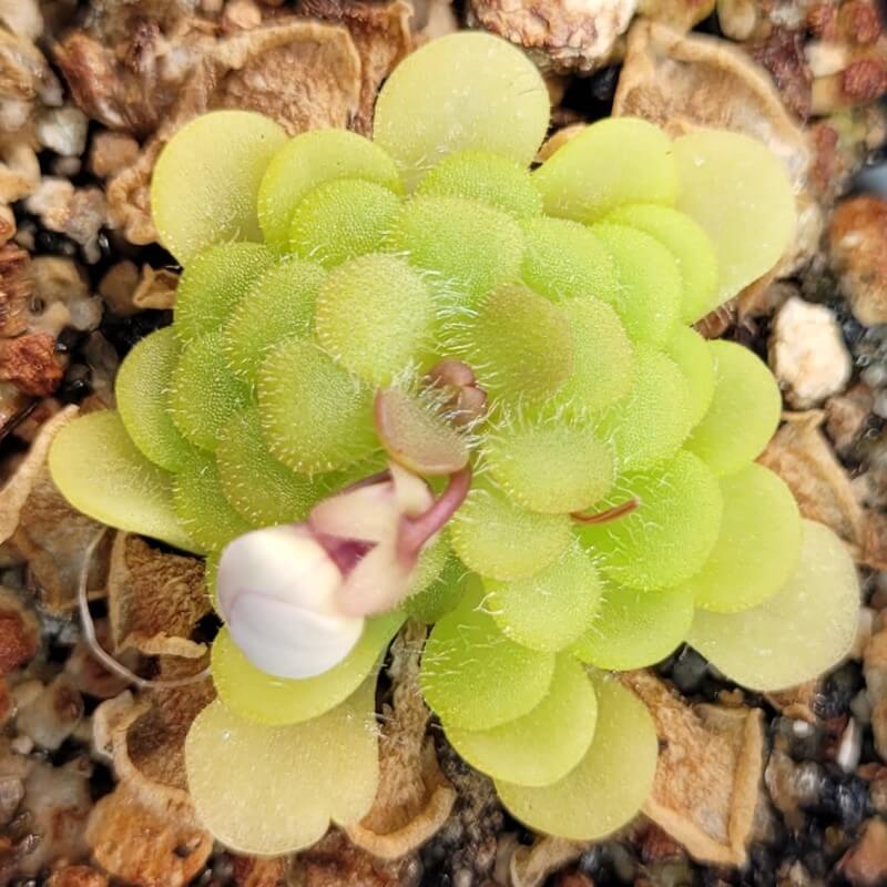 Pinguicula gracilis