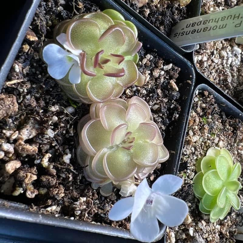 Pinguicula gracilis