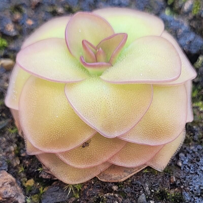 Pinguicula 'Hanka'