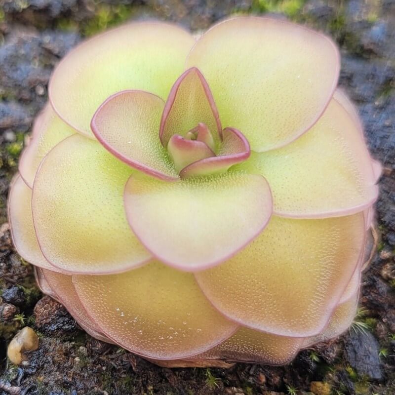 Pinguicula 'Hanka'