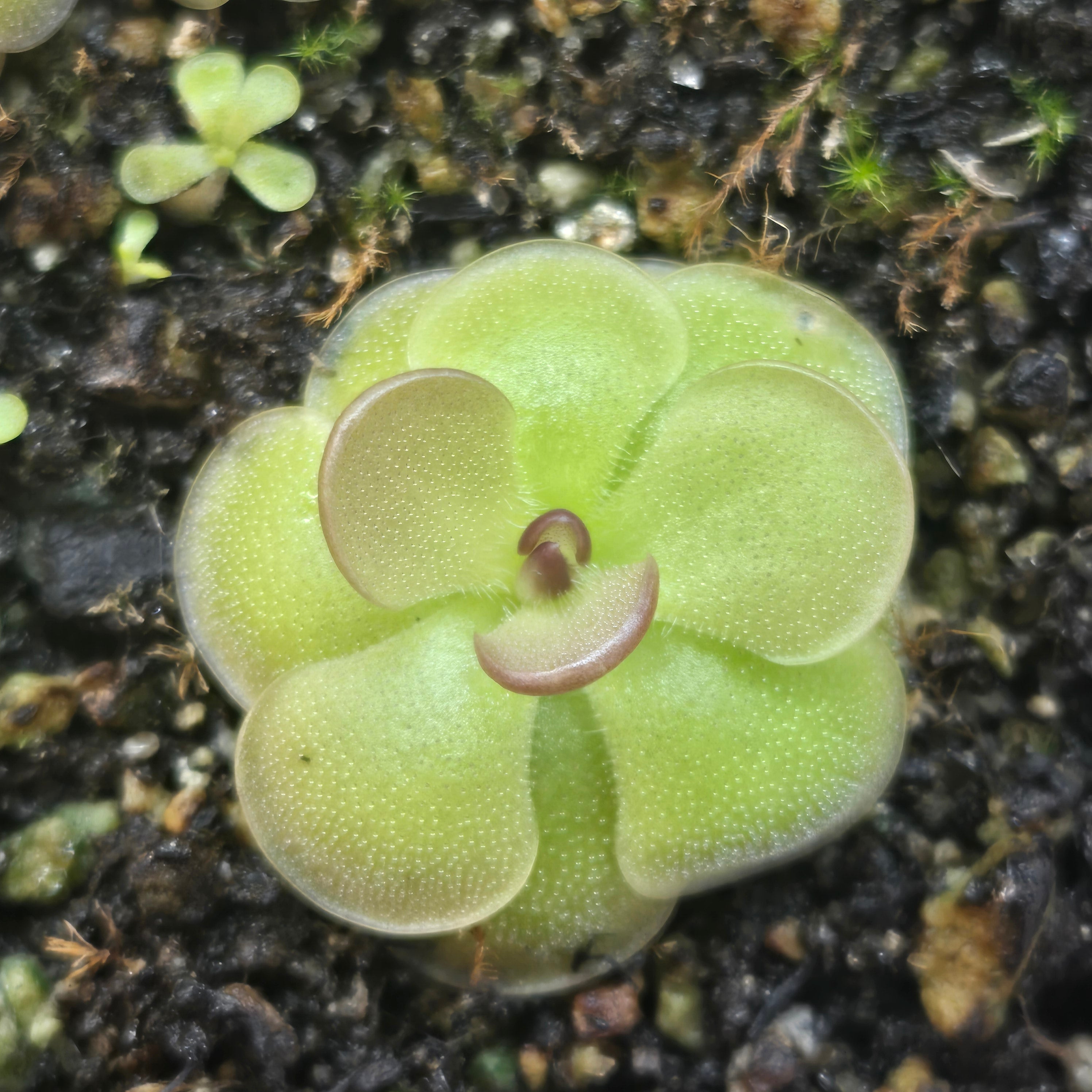 Pinguicula 'Hanka'