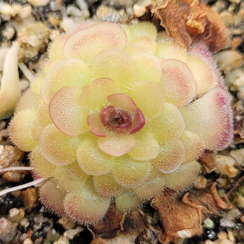Pinguicula 'Hanka'