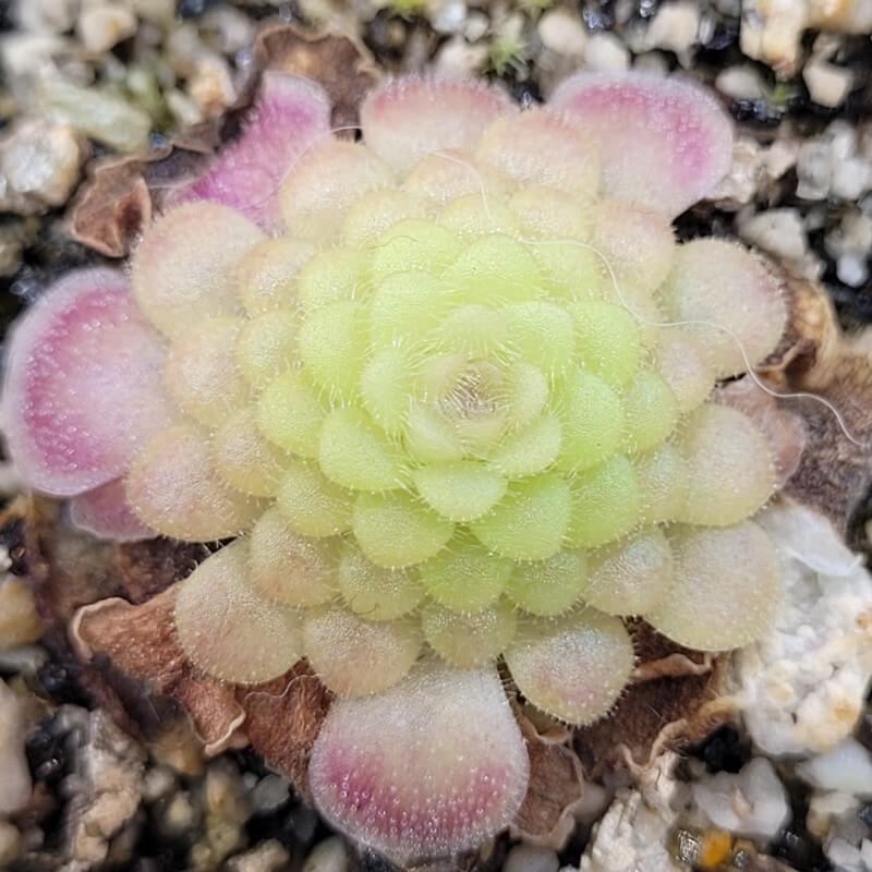 Pinguicula 'Hanka'