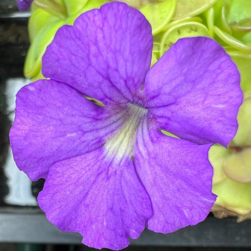 Pinguicula 'Hanka'