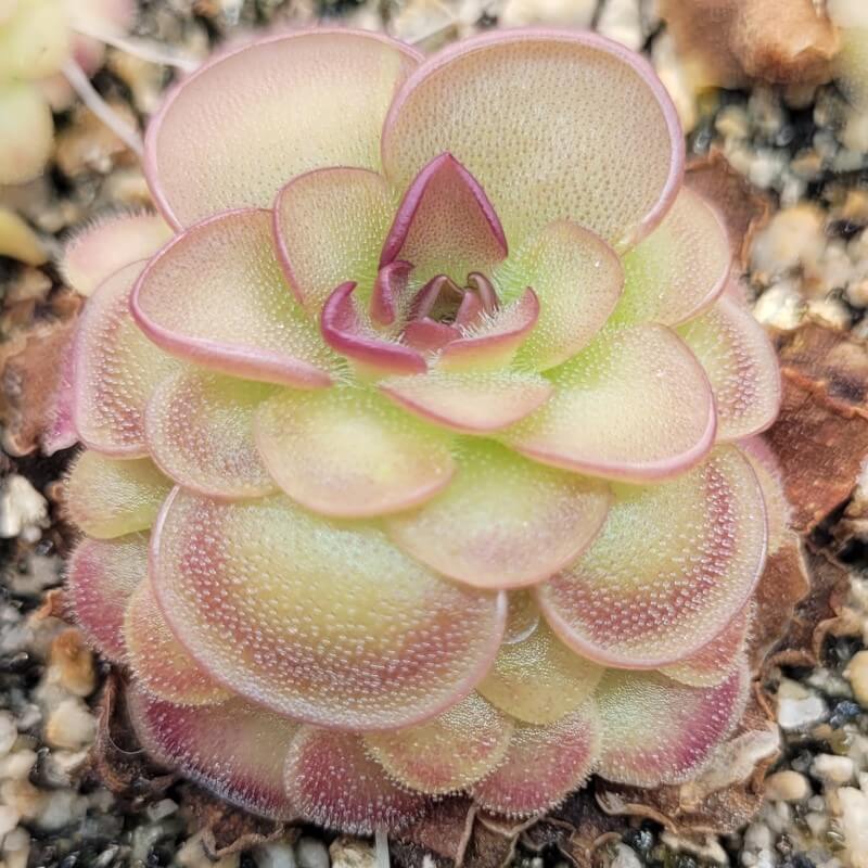 Pinguicula 'Hanka'