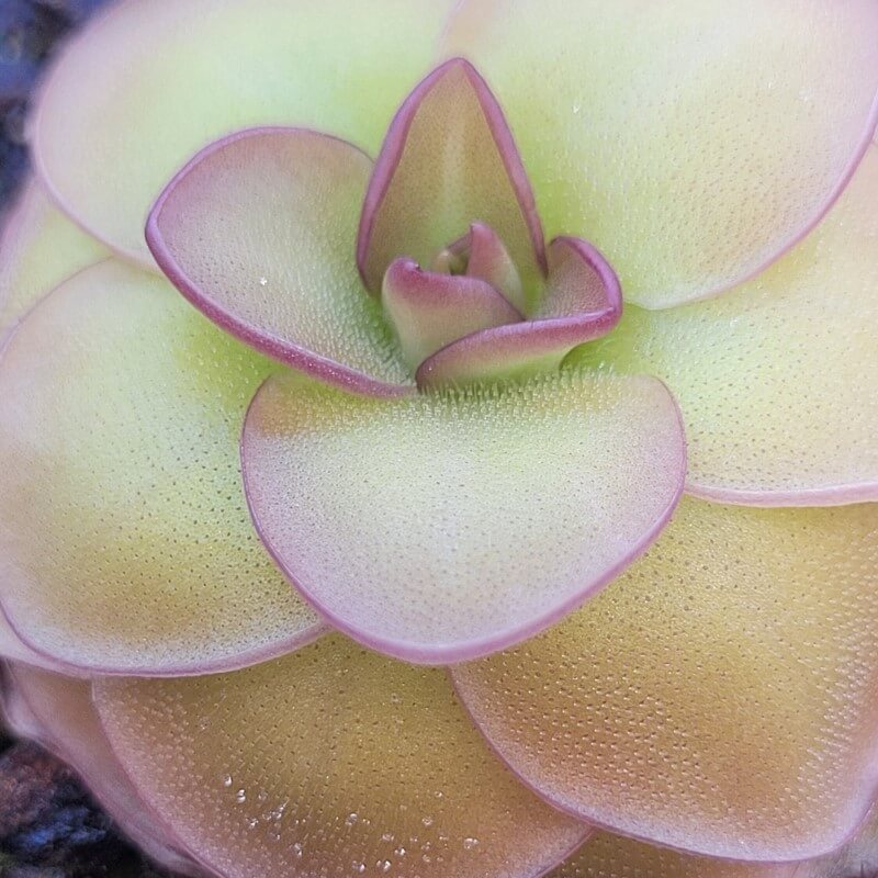 Pinguicula 'Hanka'
