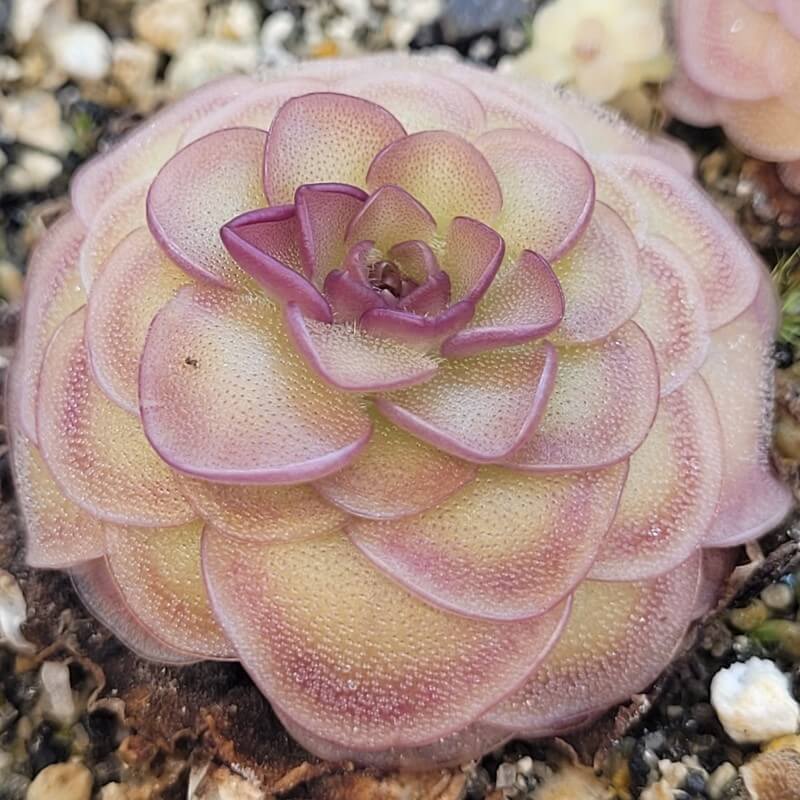 Pinguicula 'Hanka'