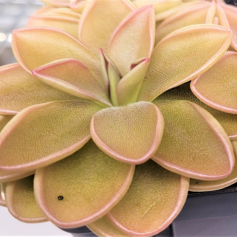 Pinguicula hemiepiphytica x debbertiana