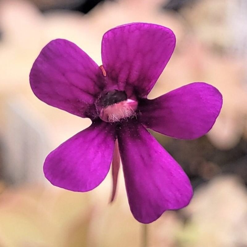 Pinguicula hemiepiphytica x debbertiana