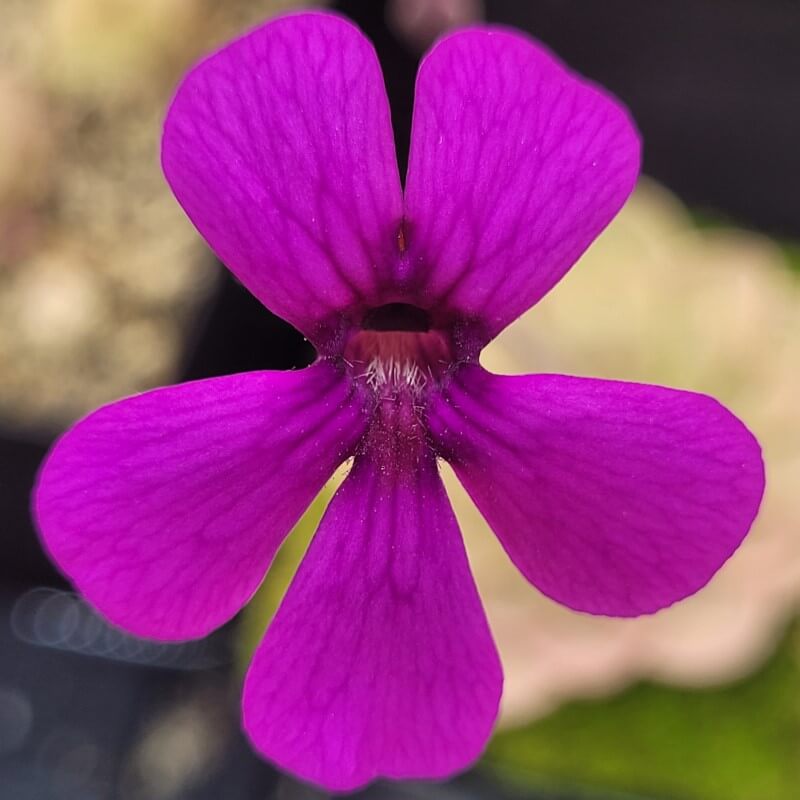 Pinguicula hemiepiphytica x debbertiana