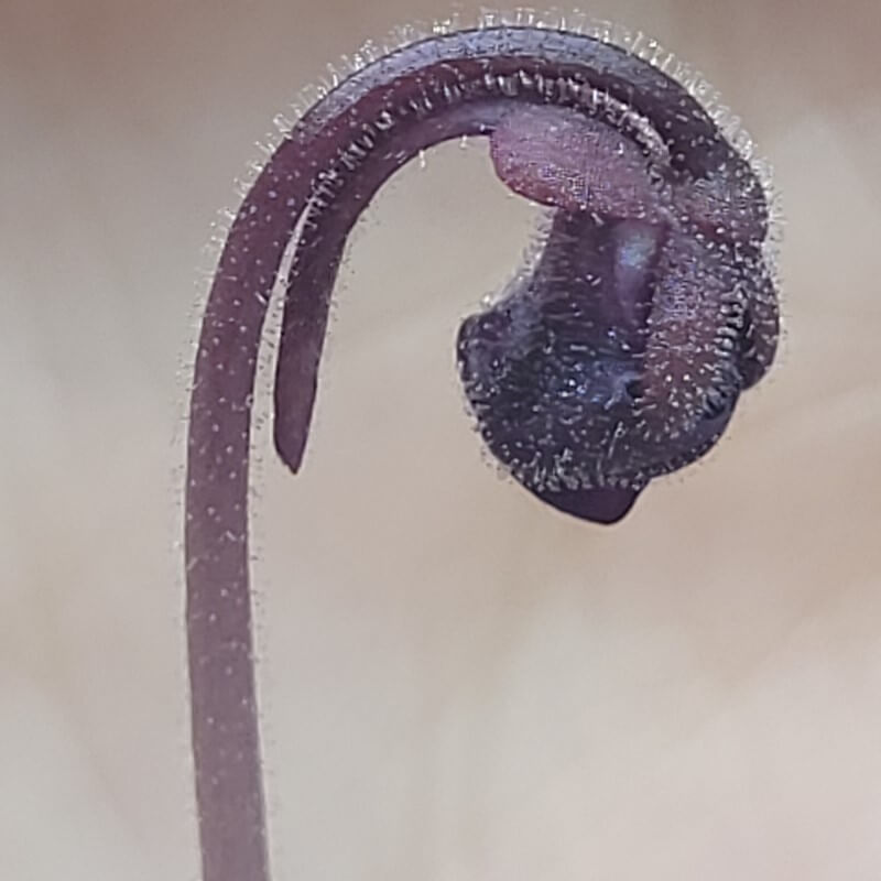 Pinguicula hemiepiphytica x debbertiana