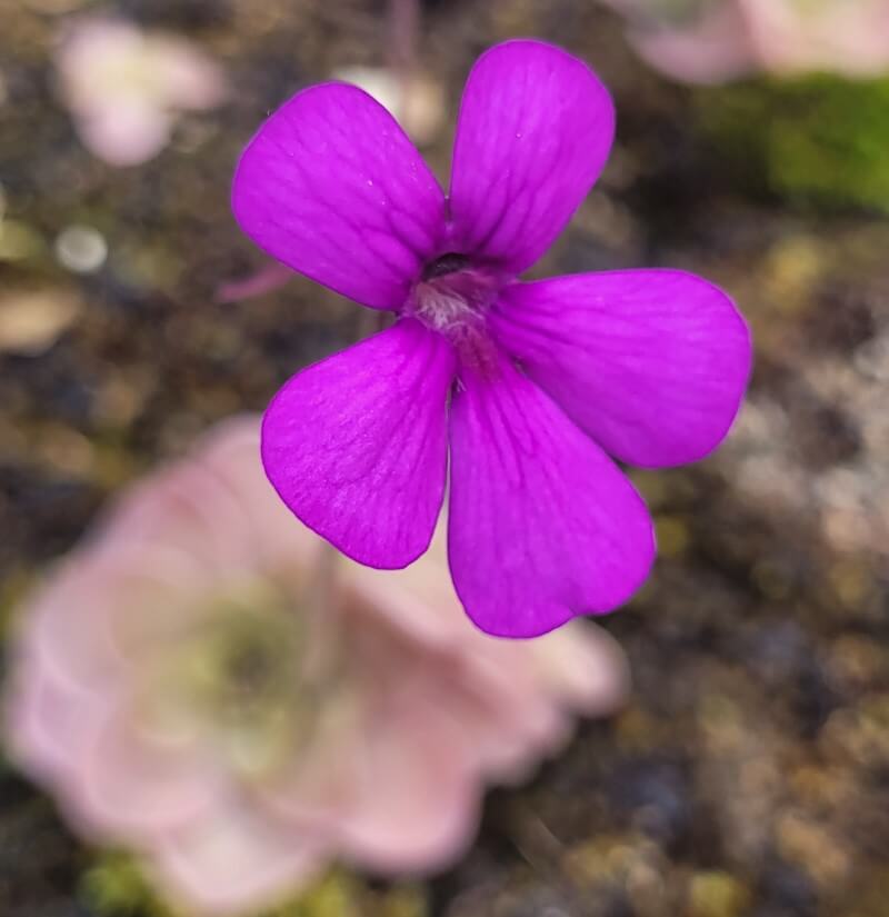 Pinguicula hemiepiphytica x debbertiana