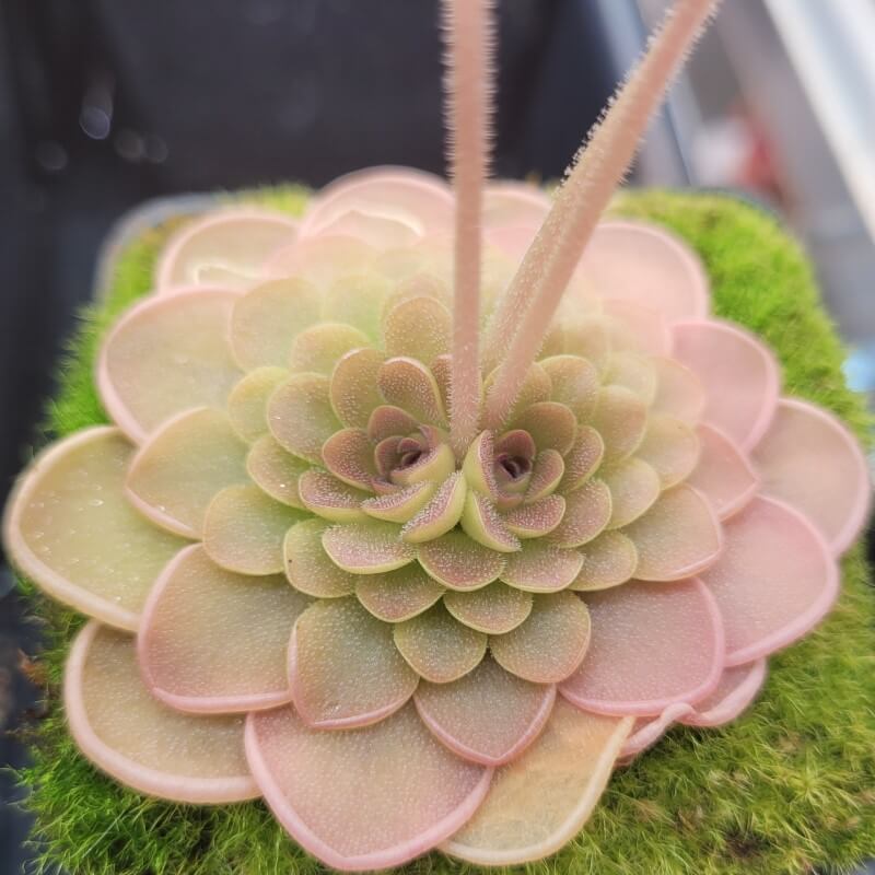 Pinguicula hemiepiphytica x debbertiana