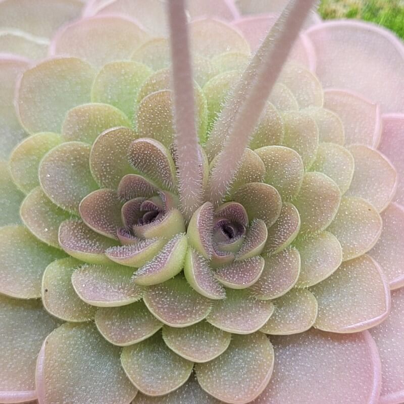 Pinguicula hemiepiphytica x debbertiana