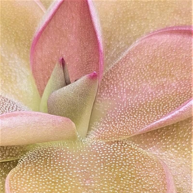 Pinguicula hemiepiphytica x debbertiana