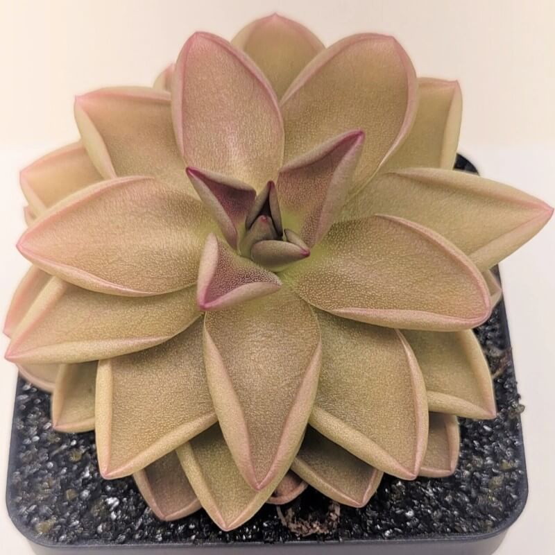 Pinguicula hemiepiphytica x debbertiana