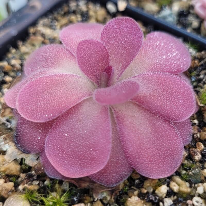 Pinguicula 'Johanna'