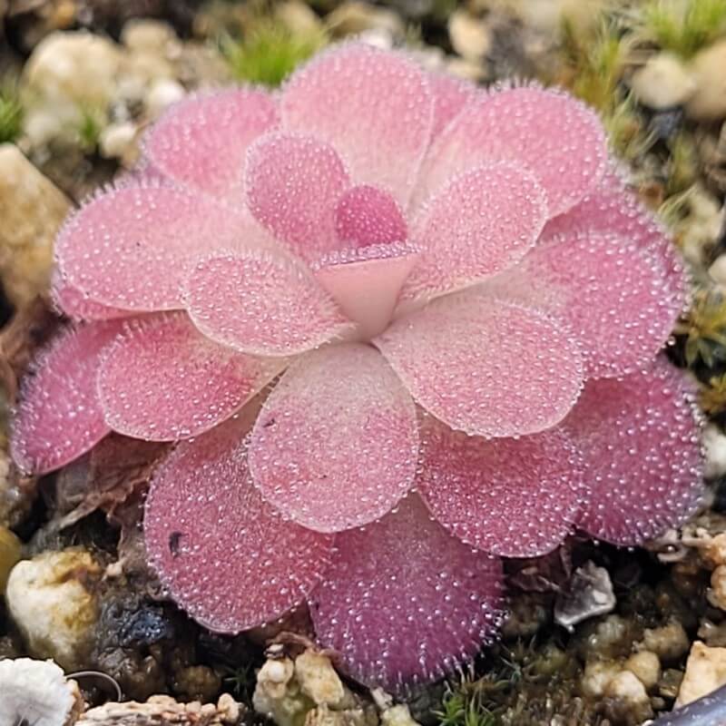 Pinguicula 'Johanna'