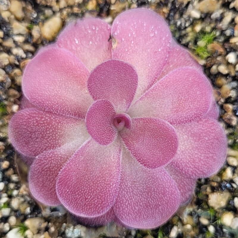 Pinguicula 'Johanna'