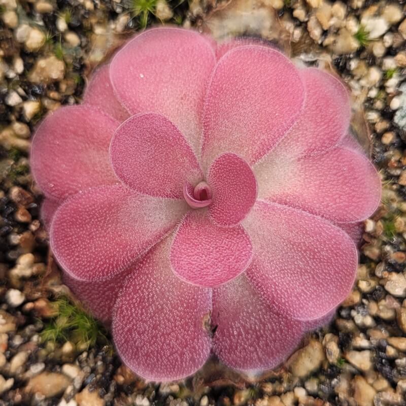 Pinguicula 'Johanna'