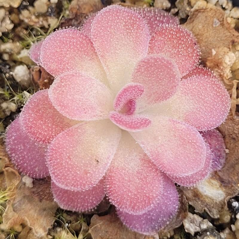 Pinguicula 'Johanna'