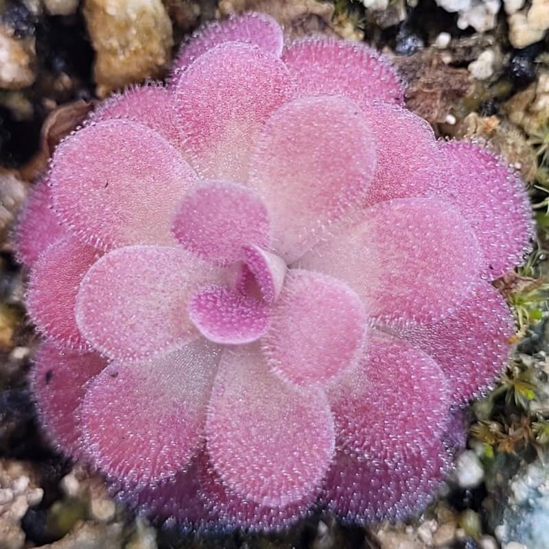 Pinguicula 'Johanna'
