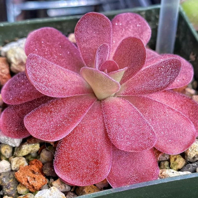 Pinguicula 'Johanna'