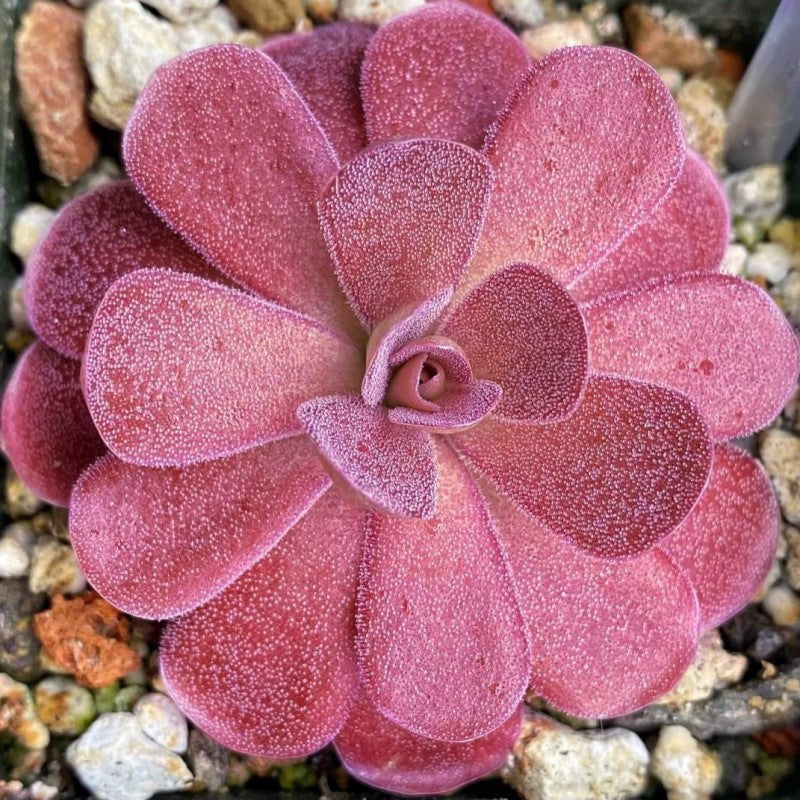Pinguicula 'Johanna'