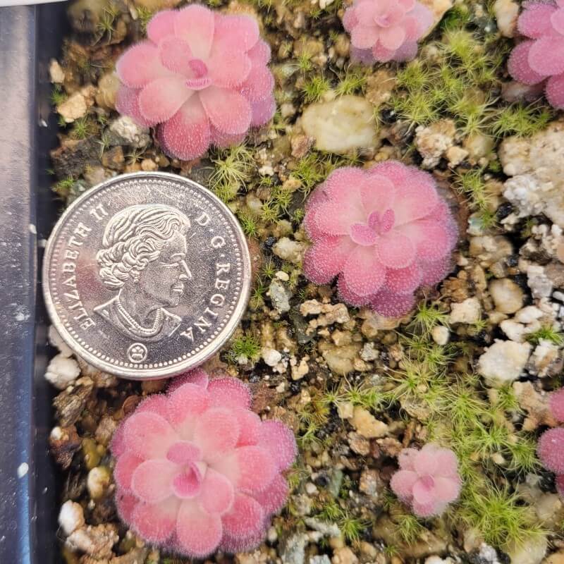 Pinguicula 'Johanna'