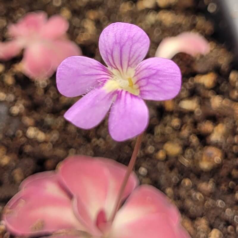 Pinguicula 'Johanna'