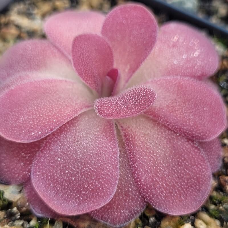 Pinguicula 'Johanna'