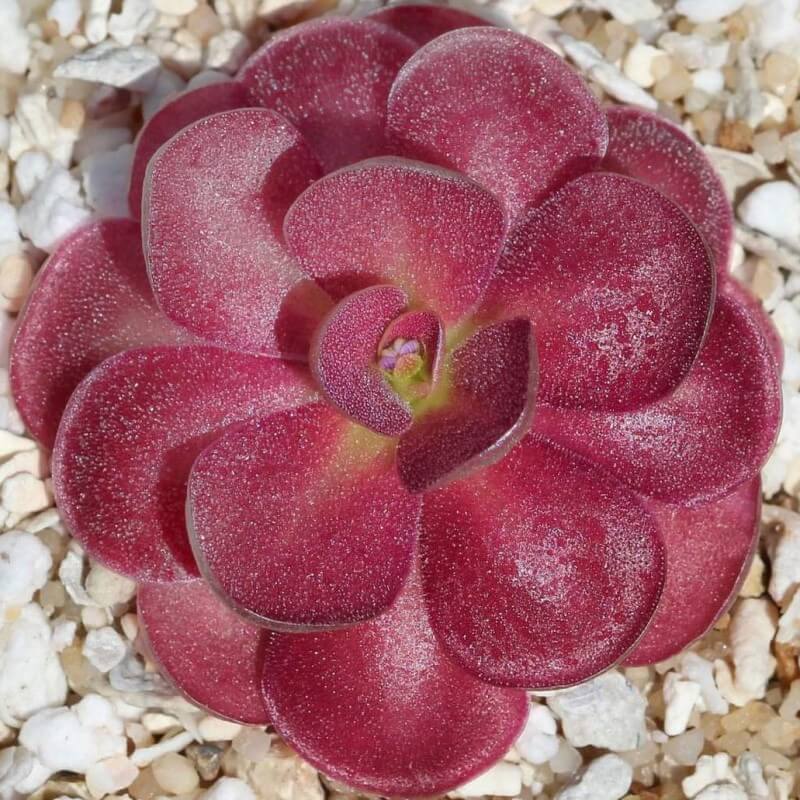 Pinguicula 'Johanna'