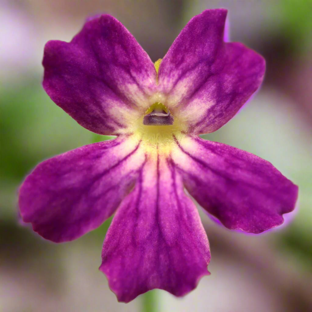 Pinguicula laueana x emarginata