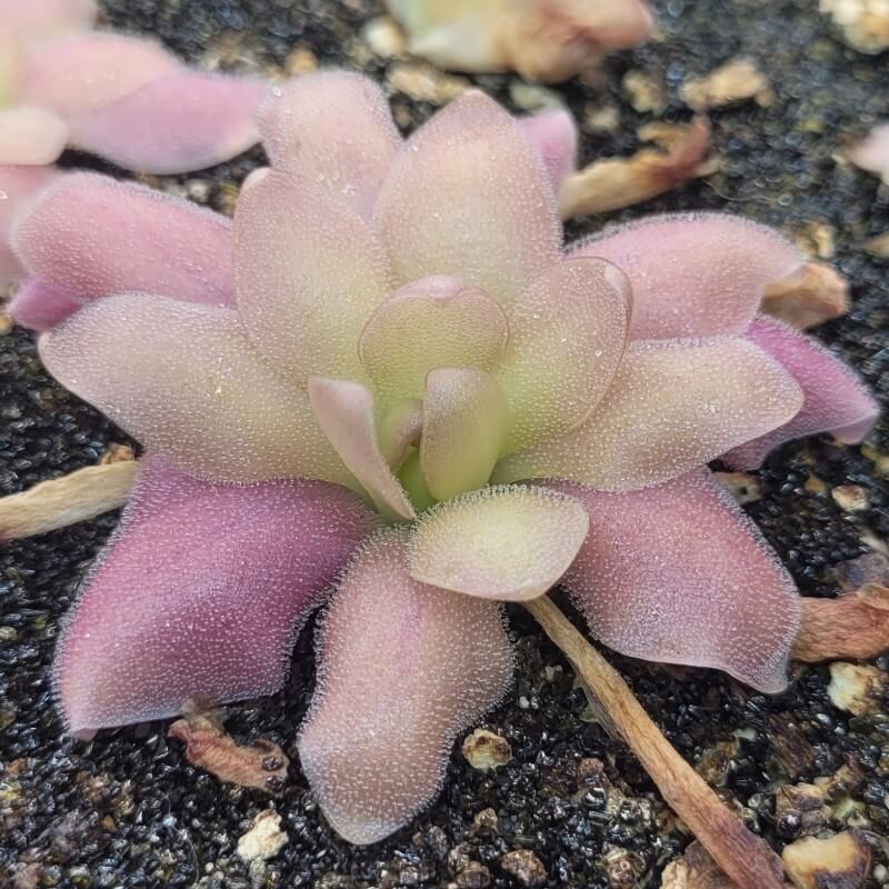 Pinguicula 'Marciano'