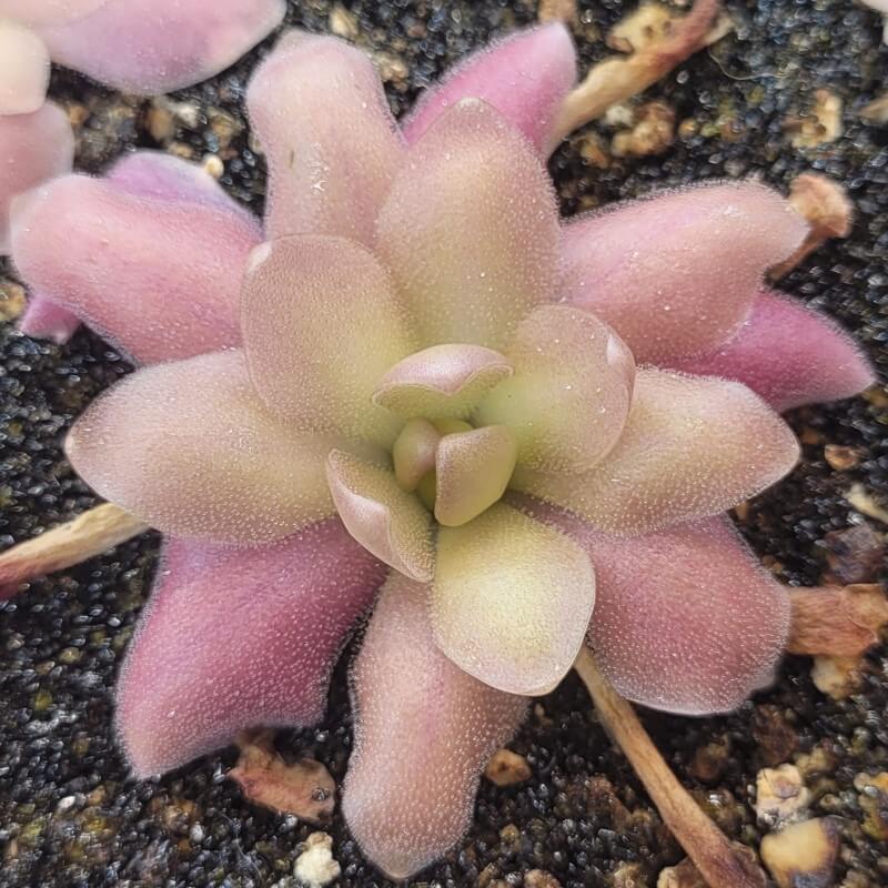 Pinguicula 'Marciano'