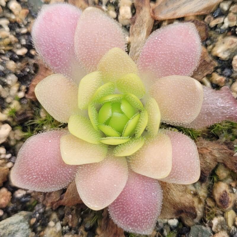 Pinguicula 'Marciano'