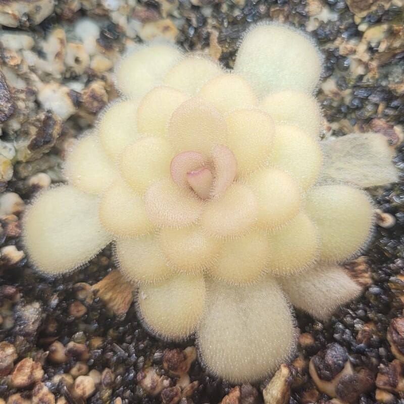 Pinguicula 'Marciano'