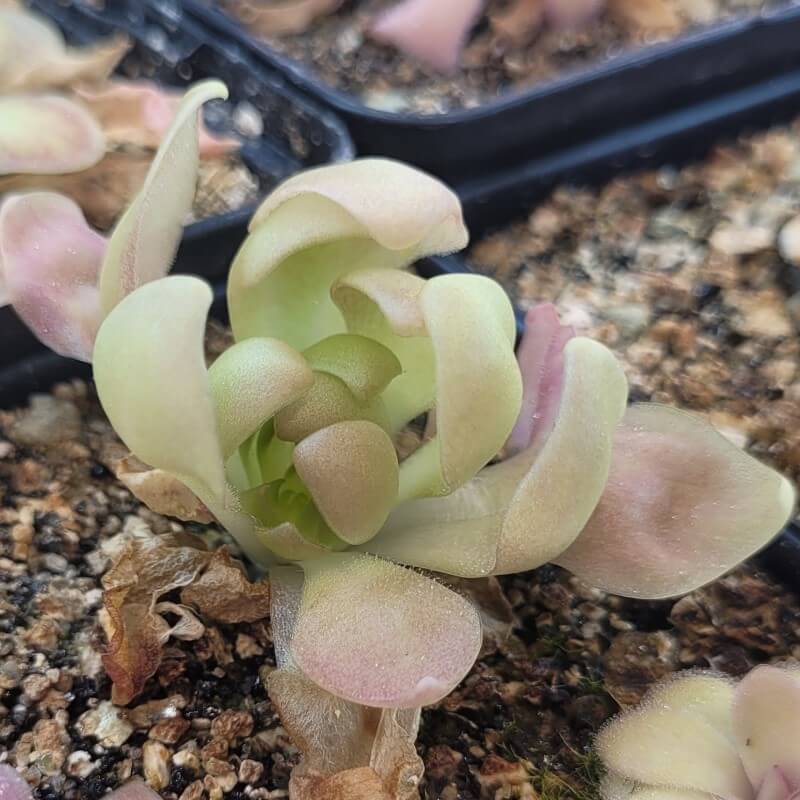 Pinguicula 'Marciano'