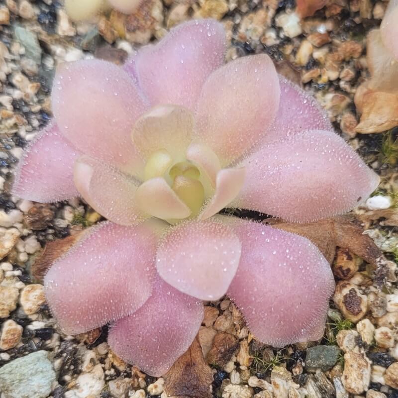Pinguicula 'Marciano'