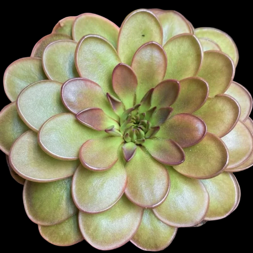 Pinguicula moranensis 'Near Huajuapan, Oaxaca, Mexico'