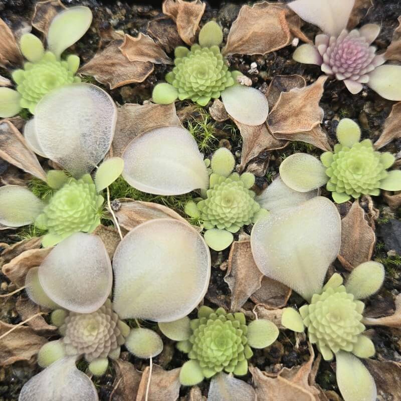 Pinguicula moranensis 'Near Huajuapan, Oaxaca, Mexico'