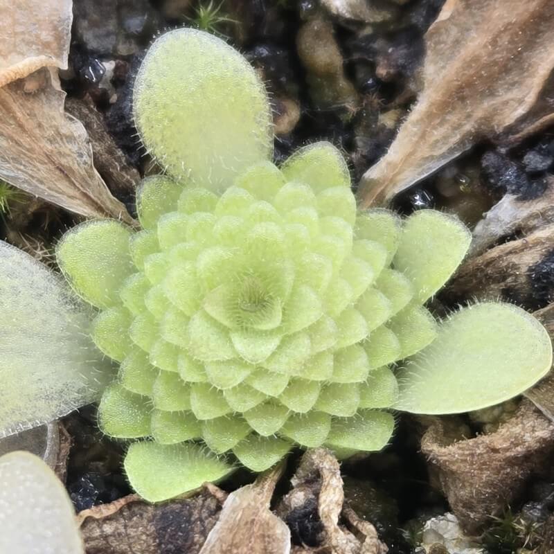 Pinguicula moranensis 'Near Huajuapan, Oaxaca, Mexico'