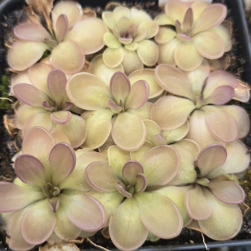 Pinguicula moranensis 'Near Huajuapan, Oaxaca, Mexico'