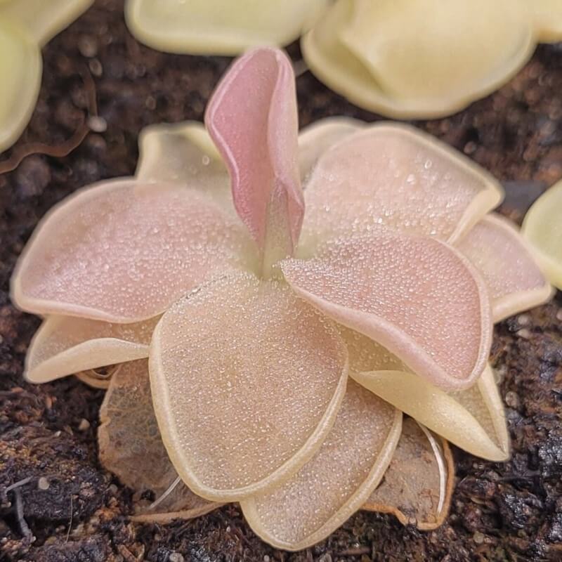 Pinguicula 'Pirouette'