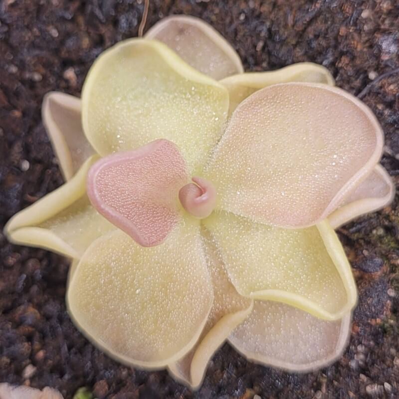 Pinguicula 'Pirouette'