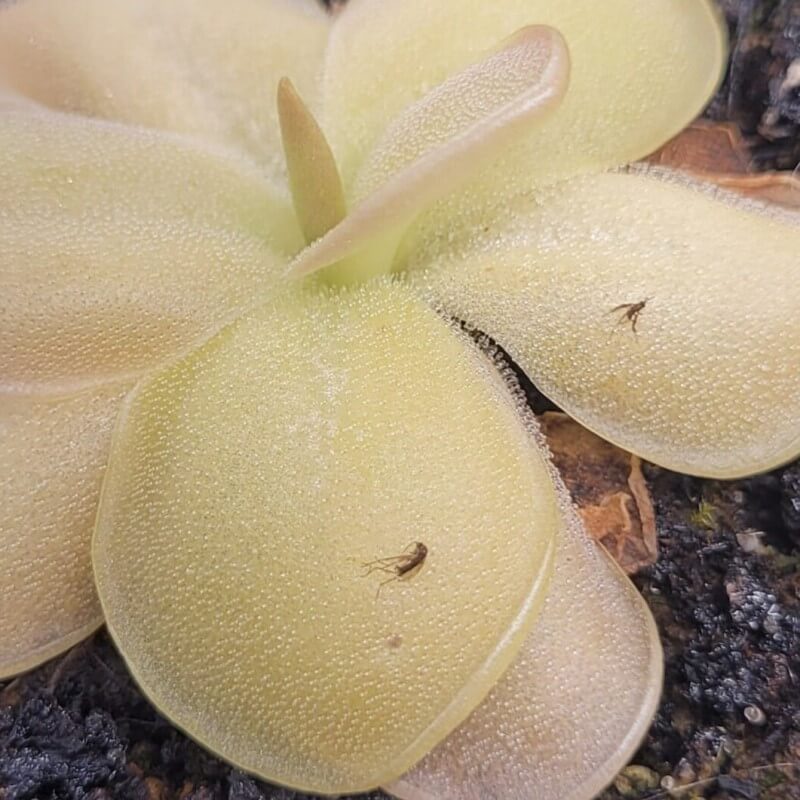 Pinguicula 'Pirouette'