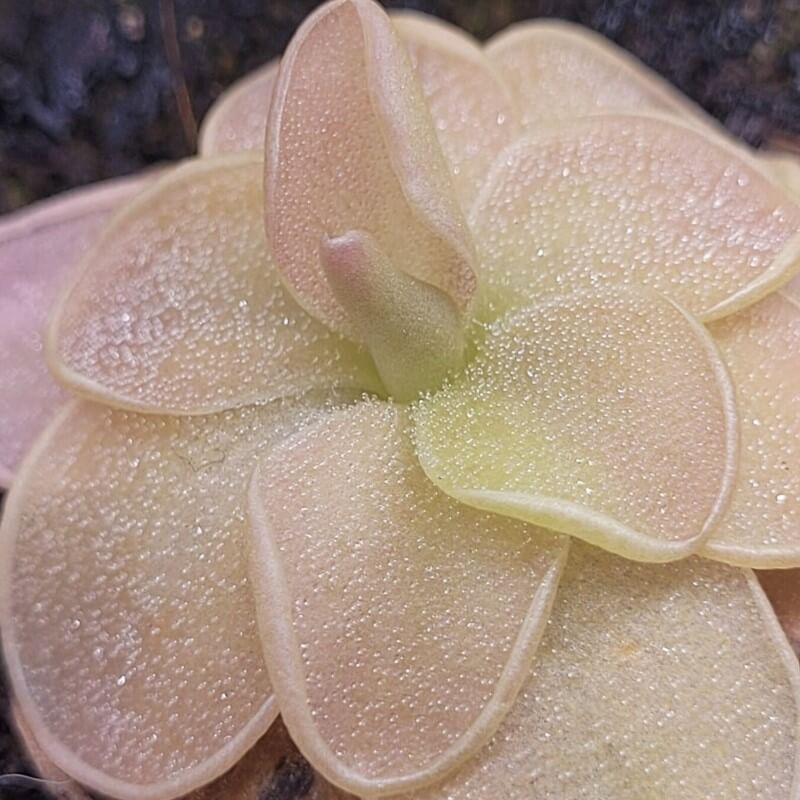 Pinguicula 'Pirouette'