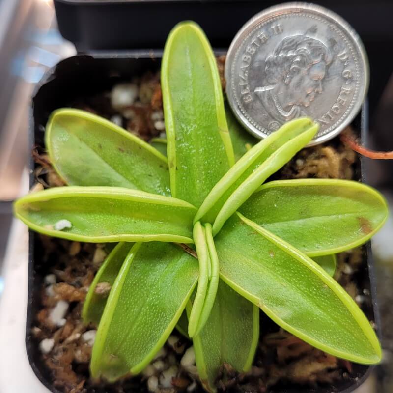 Pinguicula primuliflora