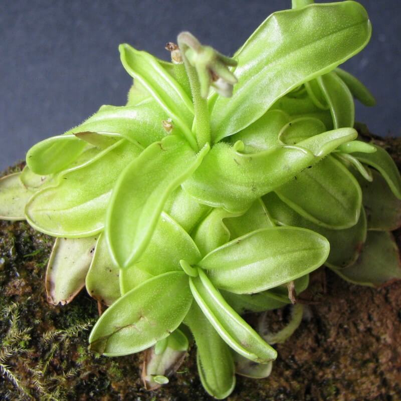 Pinguicula primuliflora