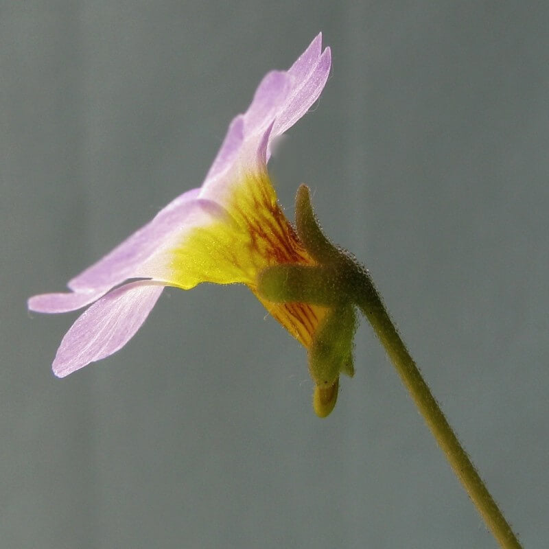 Pinguicula primuliflora